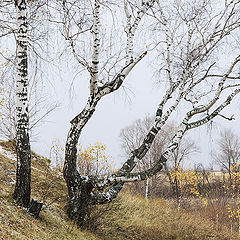 фото "Предзимье"