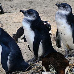 photo "Boulders Beach, Simon's Town"