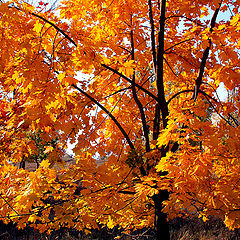 photo "Autumn Tree"