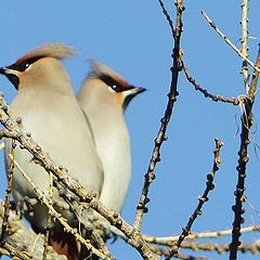 photo "Bombycilla garrulus"