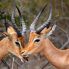 photo "Kruger National Park"