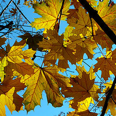 photo "Autumn leaves"