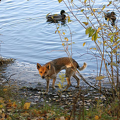 photo "That's my prey!"