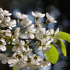 photo "Once again about spring"