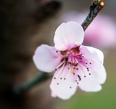 photo "цветок персик муравей"