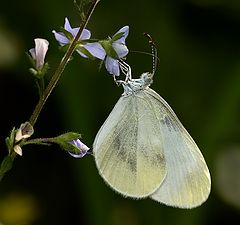 фото "Горошковая беляночка(Leptidea sinapis)"