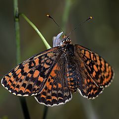 фото "Шашечница красная( Melitaea didyma)"