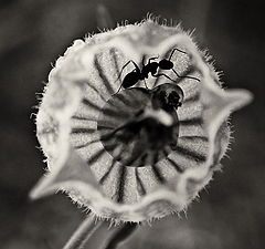 photo "муравей"