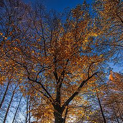 фото "Петергоф"