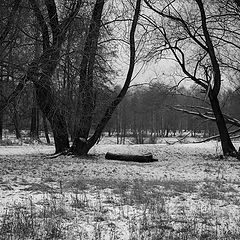 фото "Черно-белая природа"