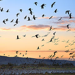 photo "All for breakfast!"