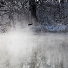 фото "Утро. Баклан"