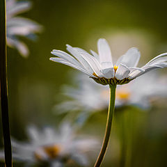 photo "ромашка"