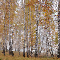 photo "***"