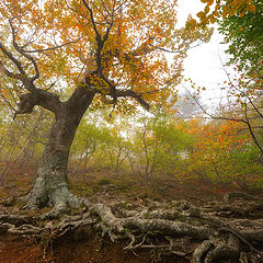 фото "Жажда жизни"