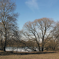 фото "Дерева"