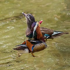 photo "Mandarin Duck-Male+Female"