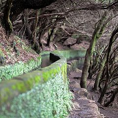 photo "Down by levada"