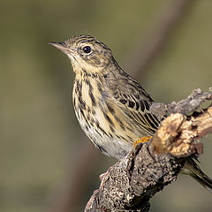 фото "Луговой конек. (лат. Anthus pratensis)"