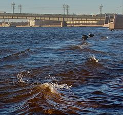 фото "Вода поднялась"