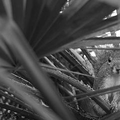 photo "a little friend in the forest"