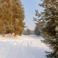 фото "Зима в лесу"