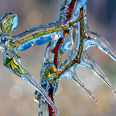 photo "Winter jewel"