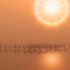 photo "Orange sunrise"
