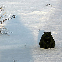 photo "Finally winter has come"