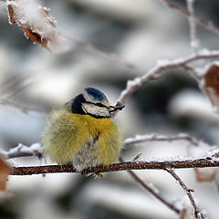 photo "Cold, hungry ..."