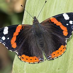 фото "Vanessa atalanta-Адмирал"