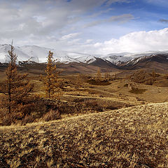 фото "Курай"