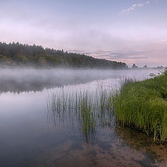 фото "Медведица"