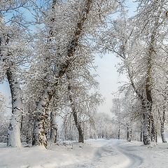 фото "Зимняя роща."