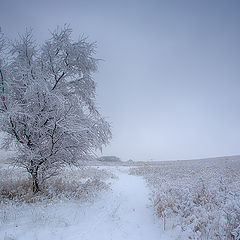 фото "Снежное безмолвие ..."