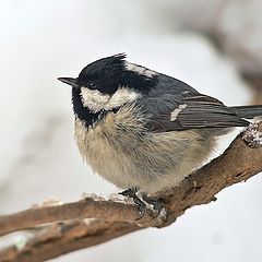 фото "Parus ater"