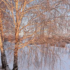 фото "Вечерний свет"