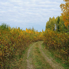 photo "Road in Autumn"