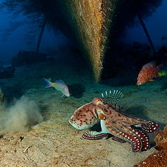 photo "Games near the ship"