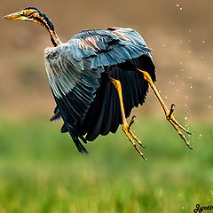 photo "Purple Heron Taking Off"
