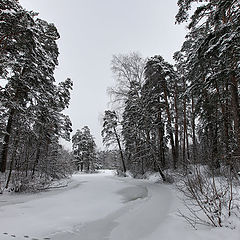 photo "winter day"