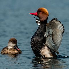 photo "Red Crested Pochard"