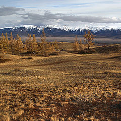 фото "Курай"