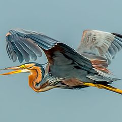 photo "Purple Heron"