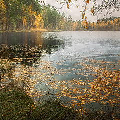 photo "The palette of October"