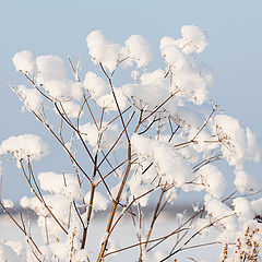 photo "Snowy cotton"