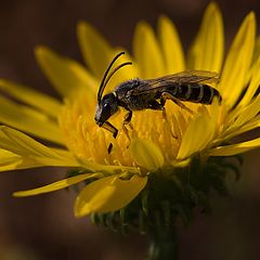 фото "Halictus"