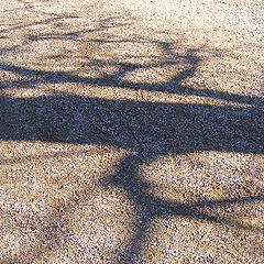 photo "Shadow"