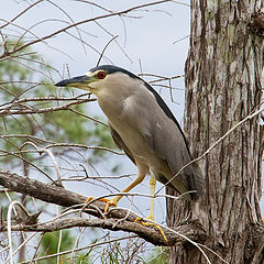 фото "Black Crowned Night Heron"