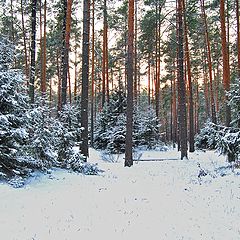 фото "Утро в лесу."